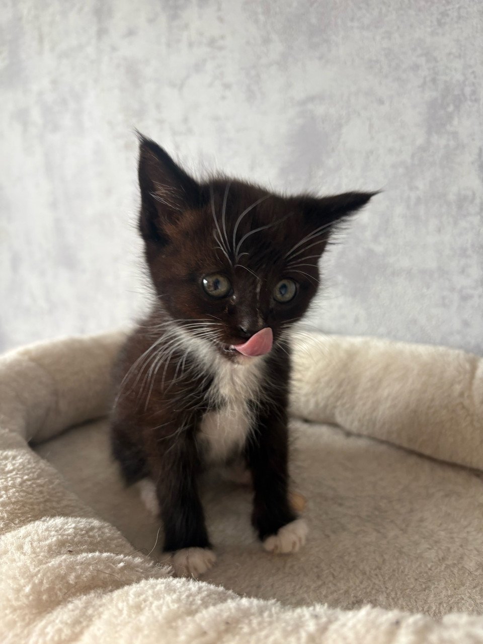 Kittens+ mama tekoop