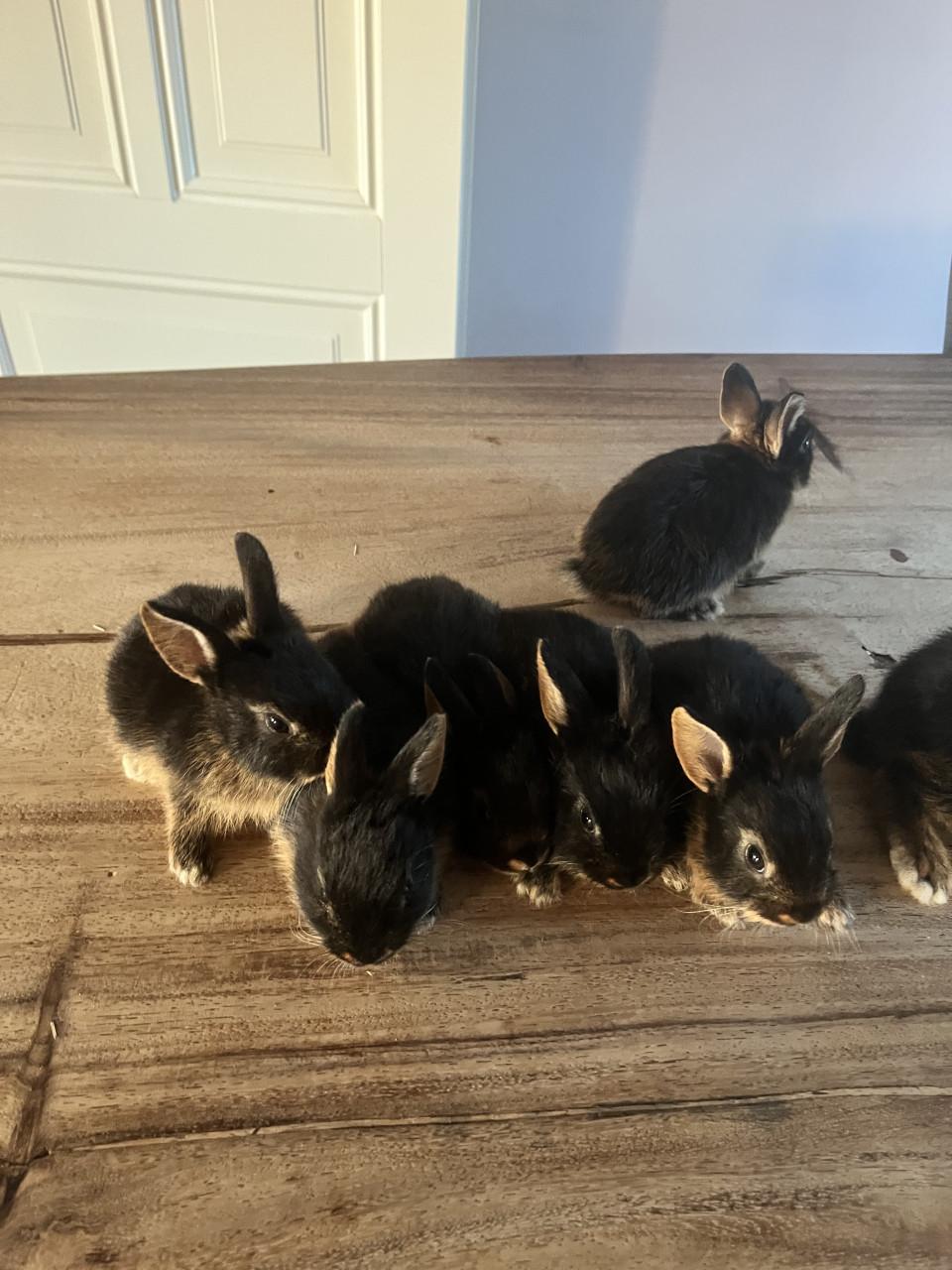 Baby konijnen te koop