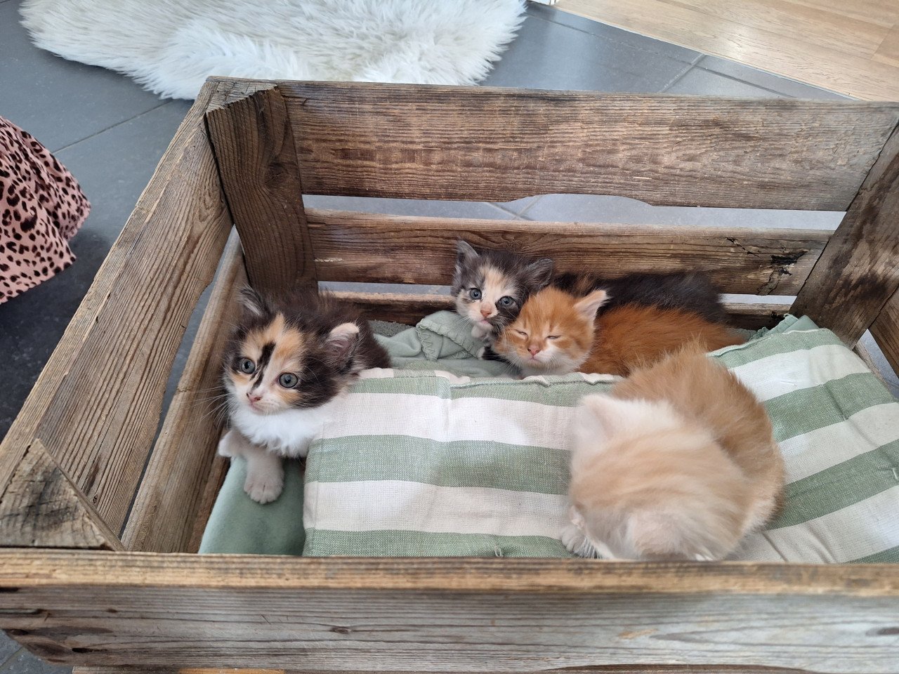Kittens