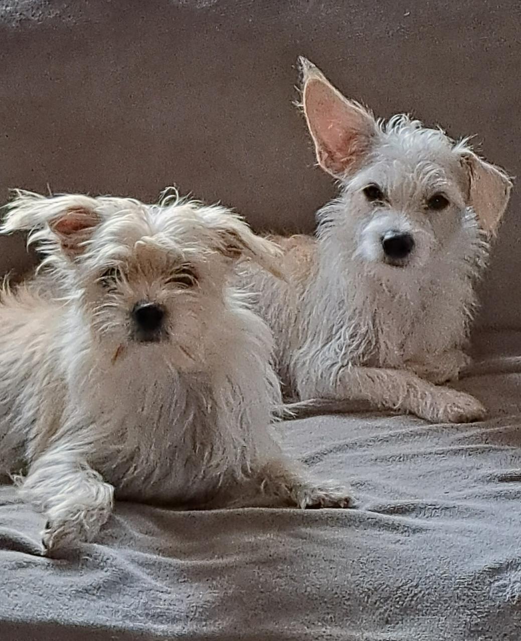 Gastgezinnen voor honden vanuit Bonaire