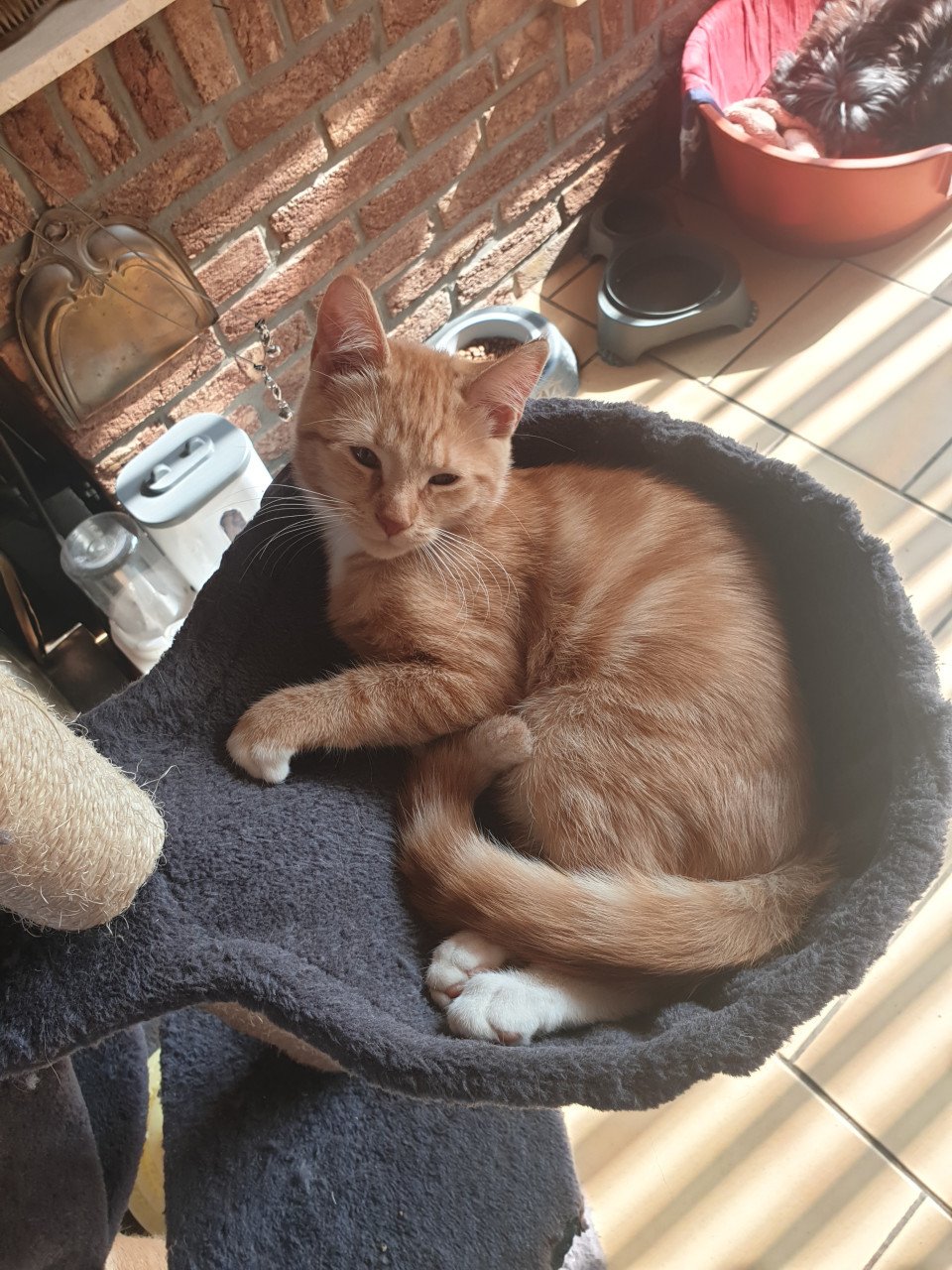 Rode kittens moederpoes meincoen
