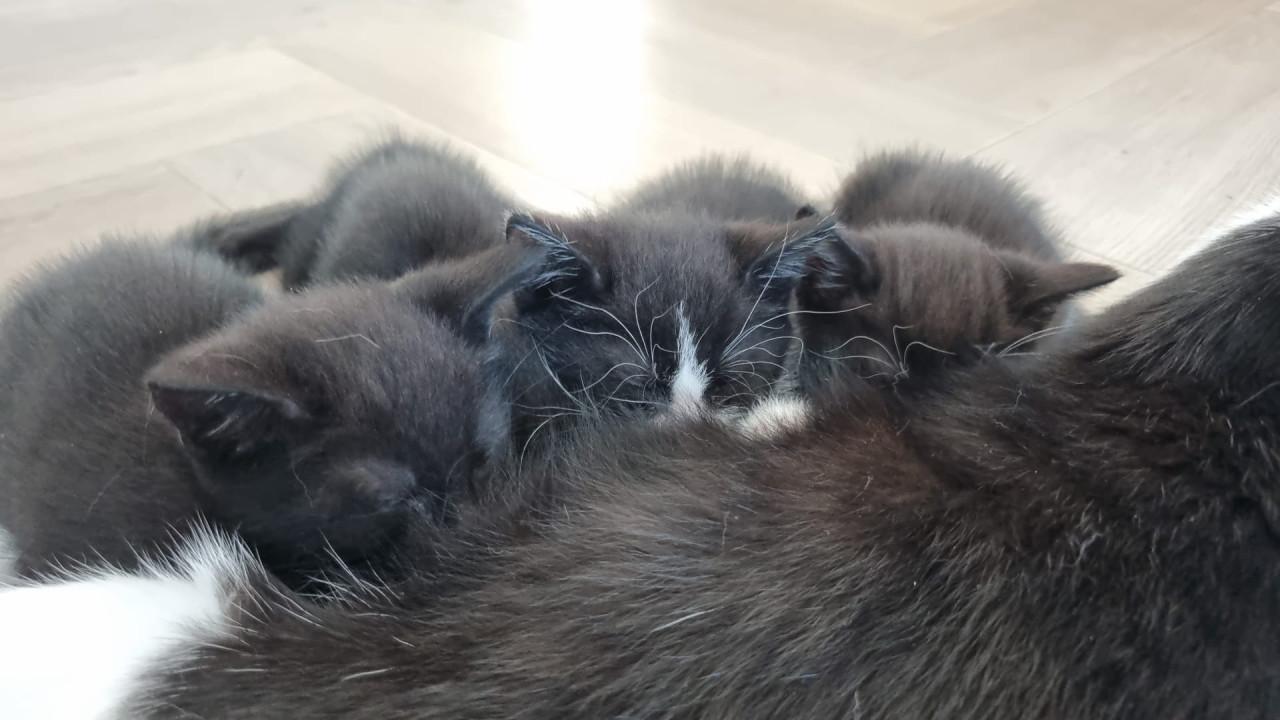 Kittens te koop