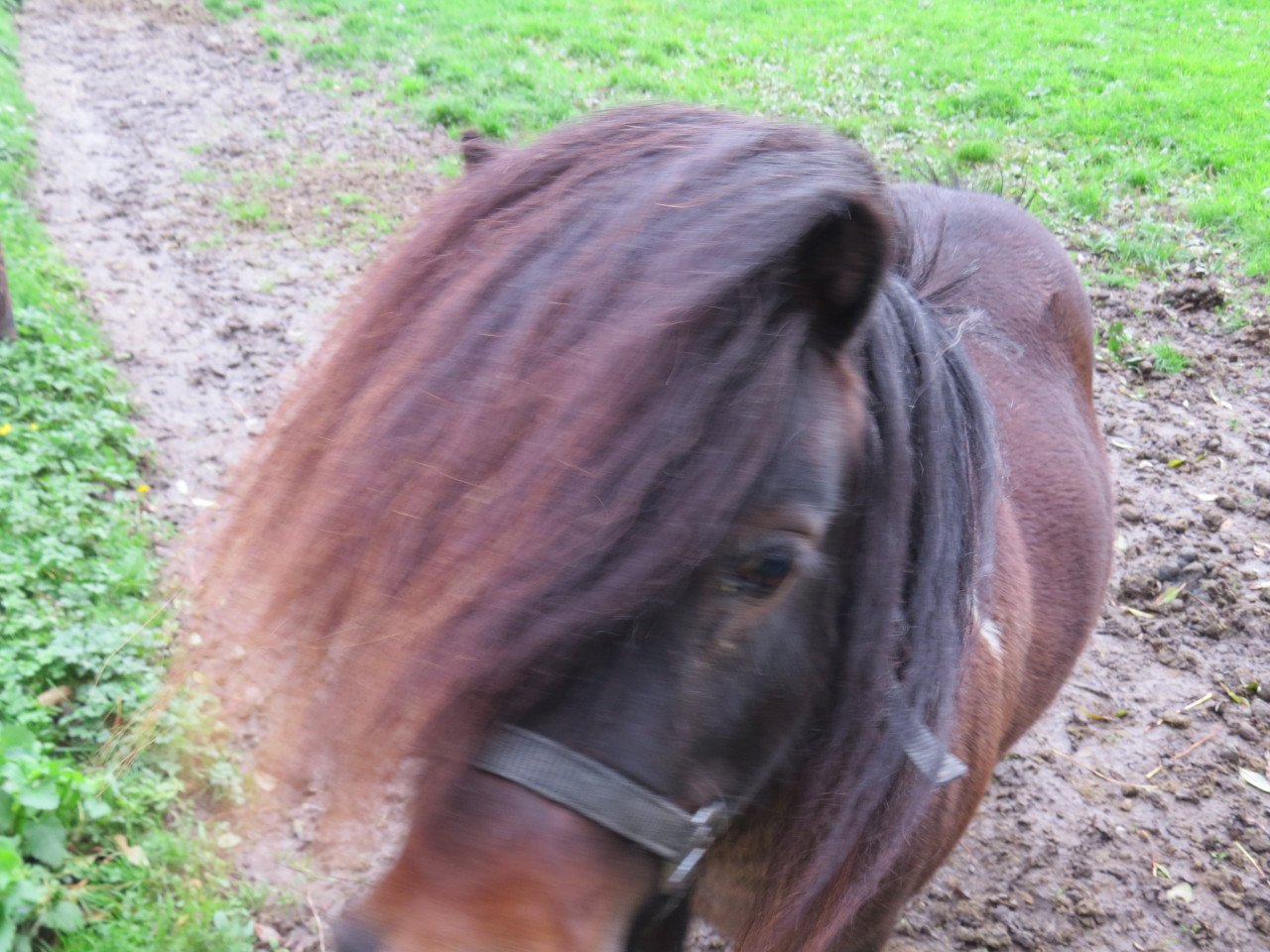 Shetlander