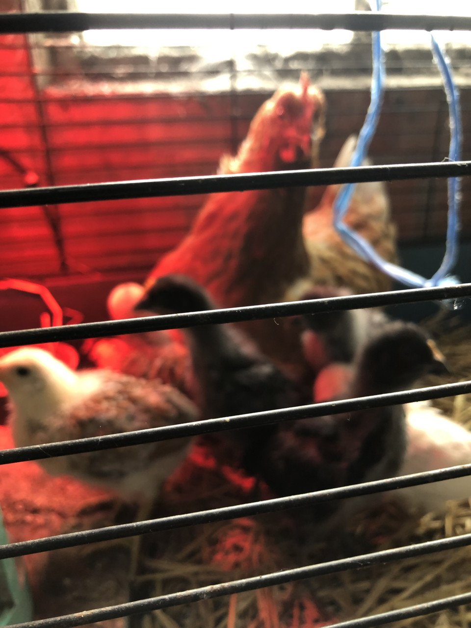 Kuikens uit kleurleggers