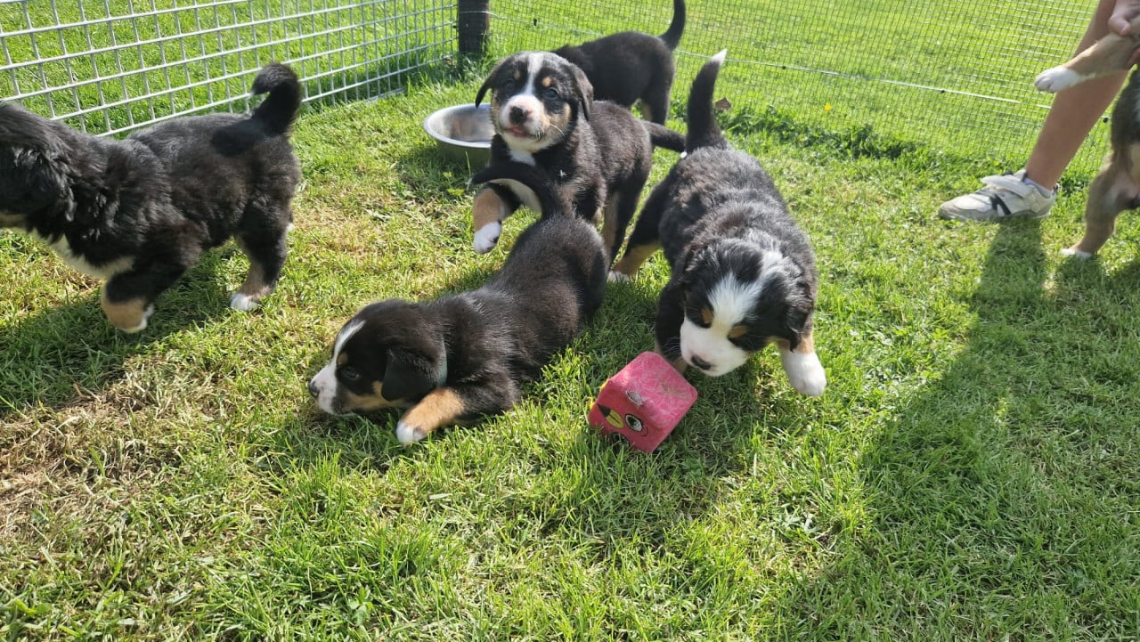 Zwitserse Sennen x Sint Bernard pups