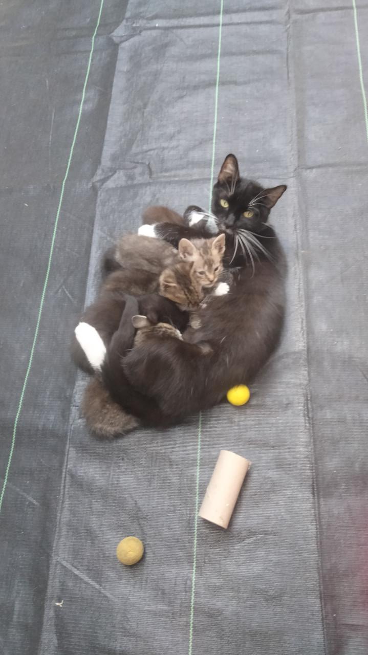 Kittens