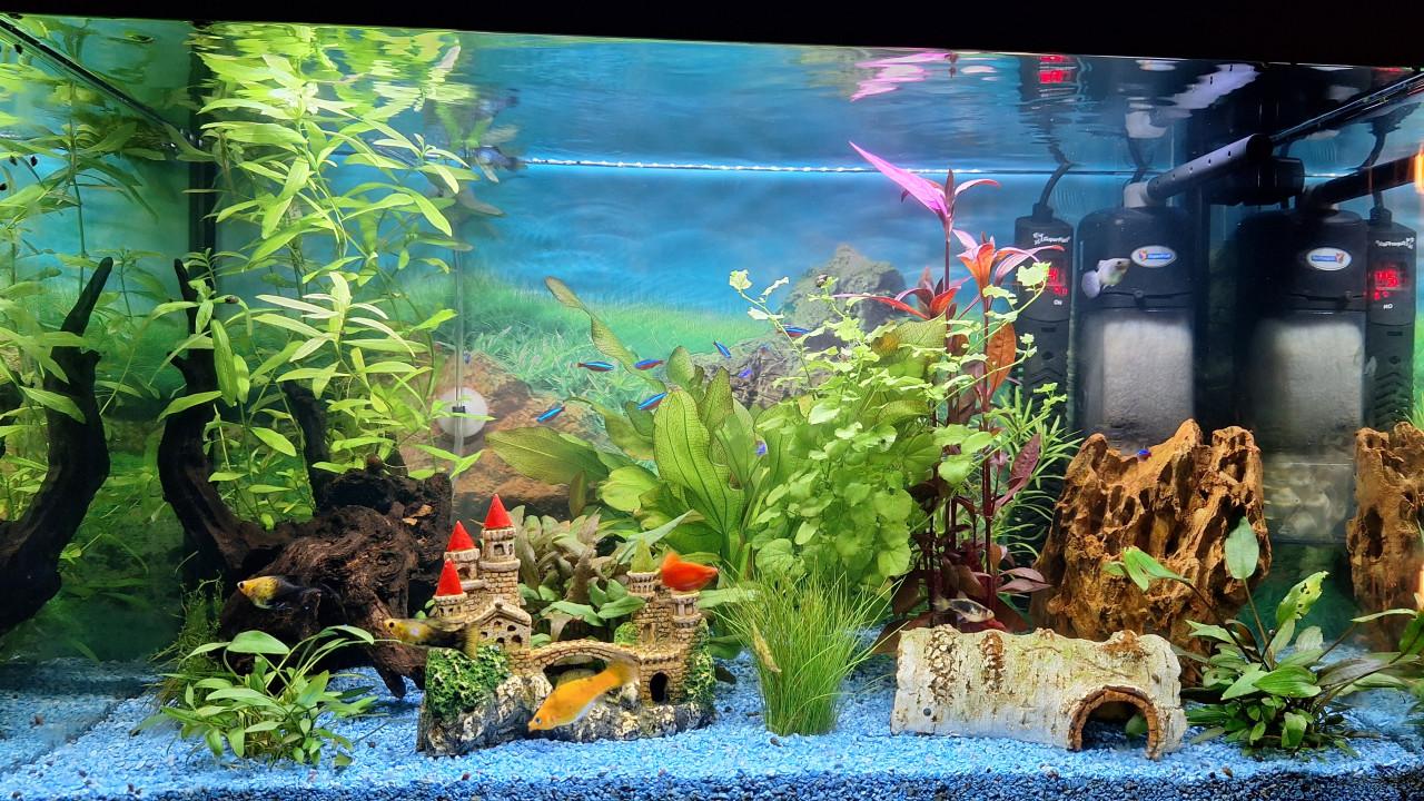Aquarium Superfisch start 100