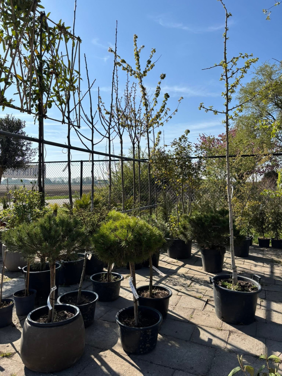 BUITENPLANTEN, SIERGRASSEN,BOMEN, BLOEIERS EN MEER ook voor binnen!