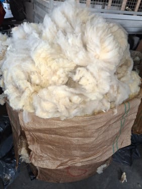 Te koop schapen wol