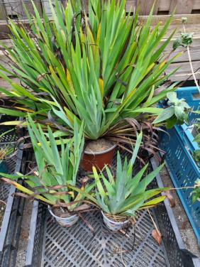 Diverse planten