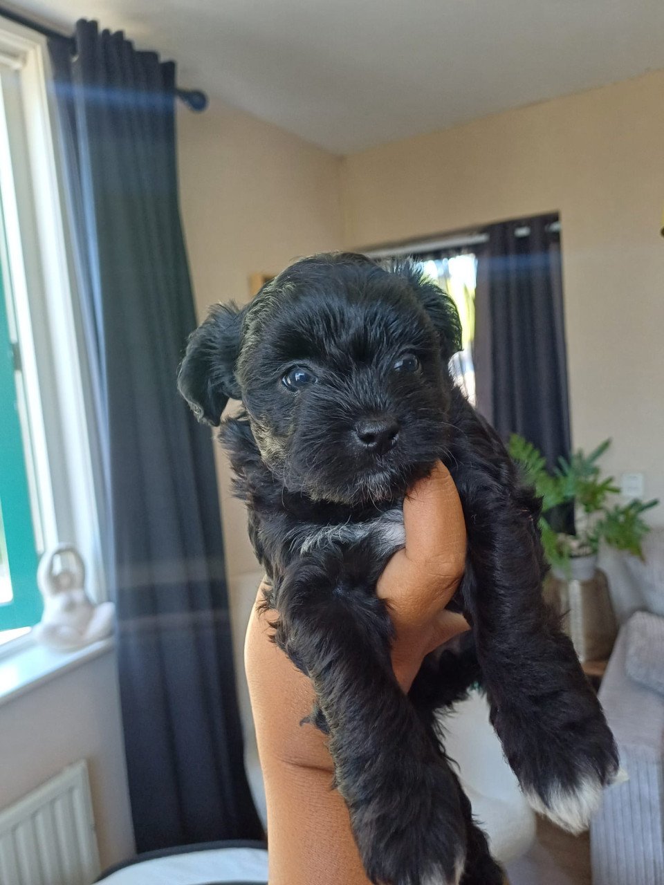 Puppies
