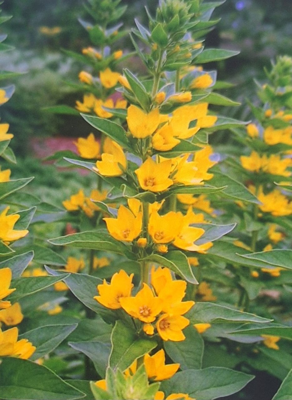 Lysimachia fel geel