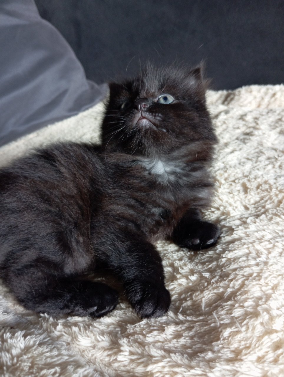 Kittens