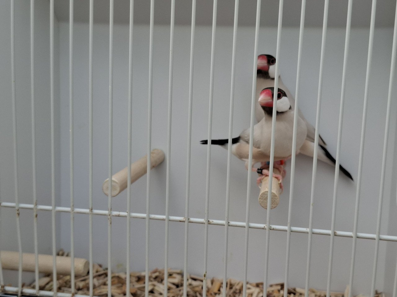 Rijstvogels