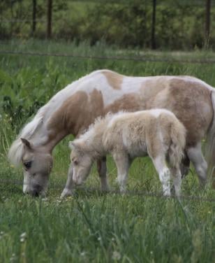 Gezocht: mini dekhengstje