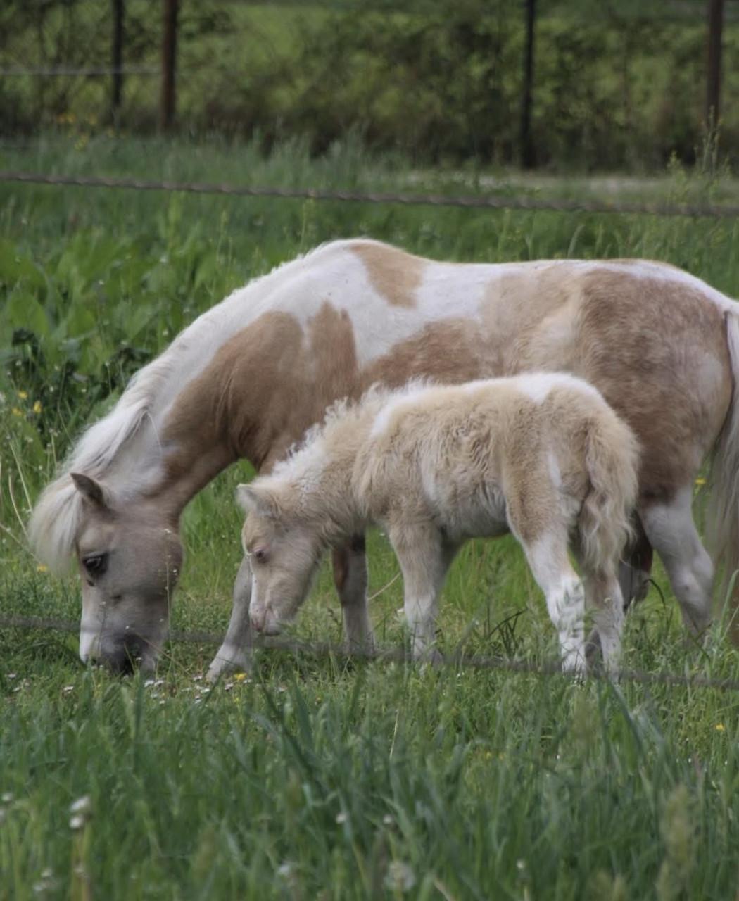 Gezocht: mini dekhengstje