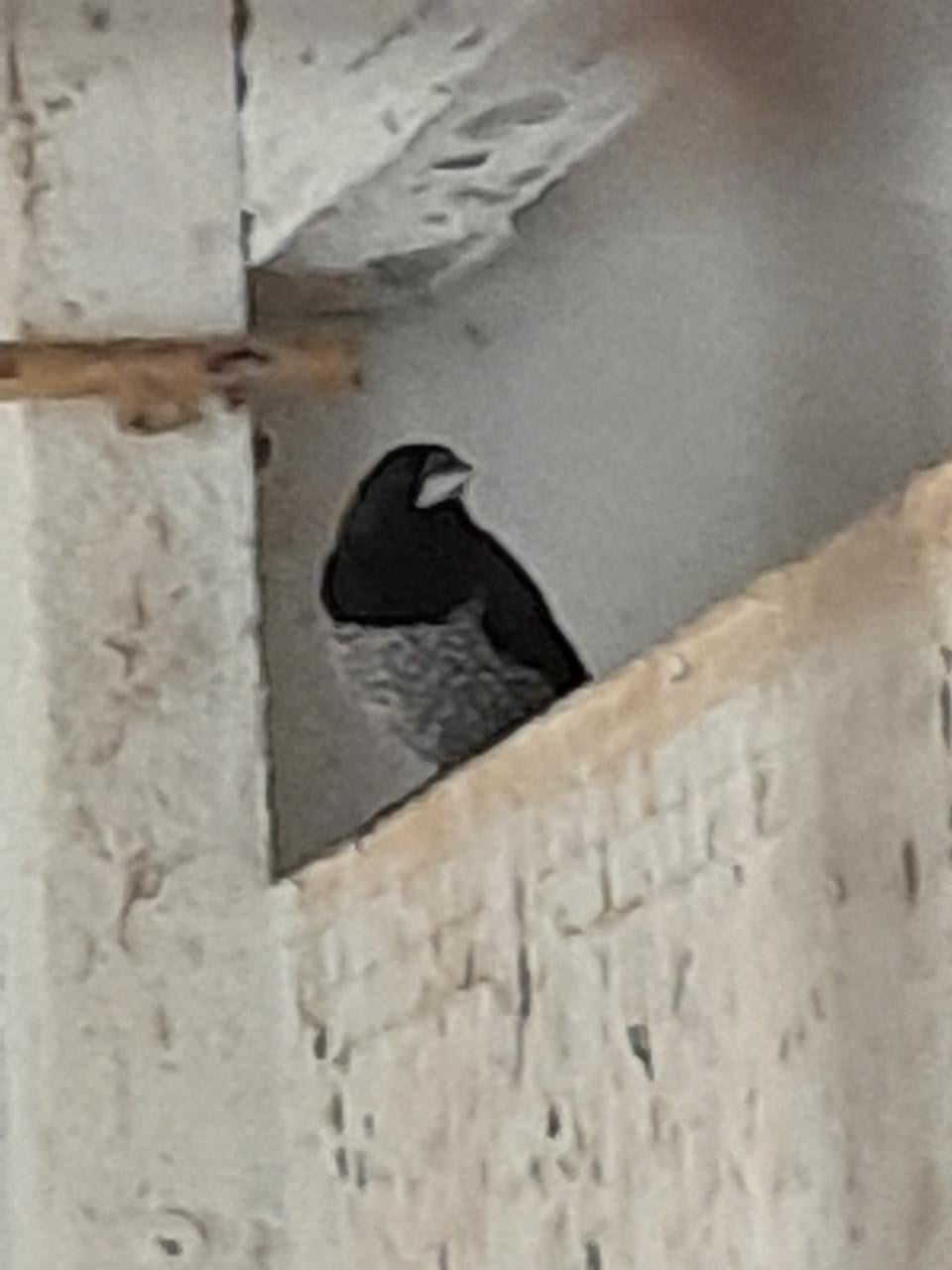 Voliere vogels en kwartels
