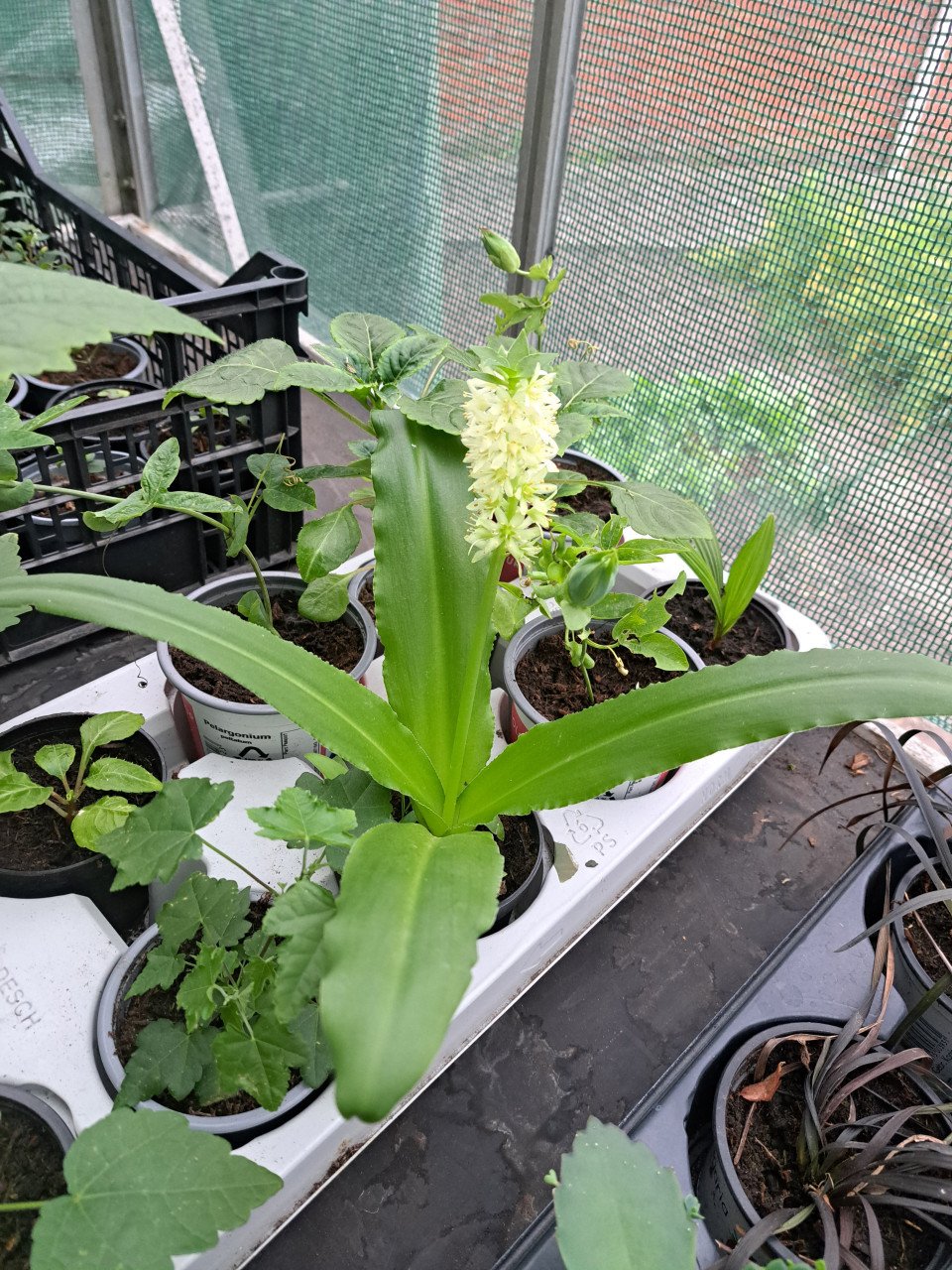 VERSCHILLENDE TUINPLANTEN