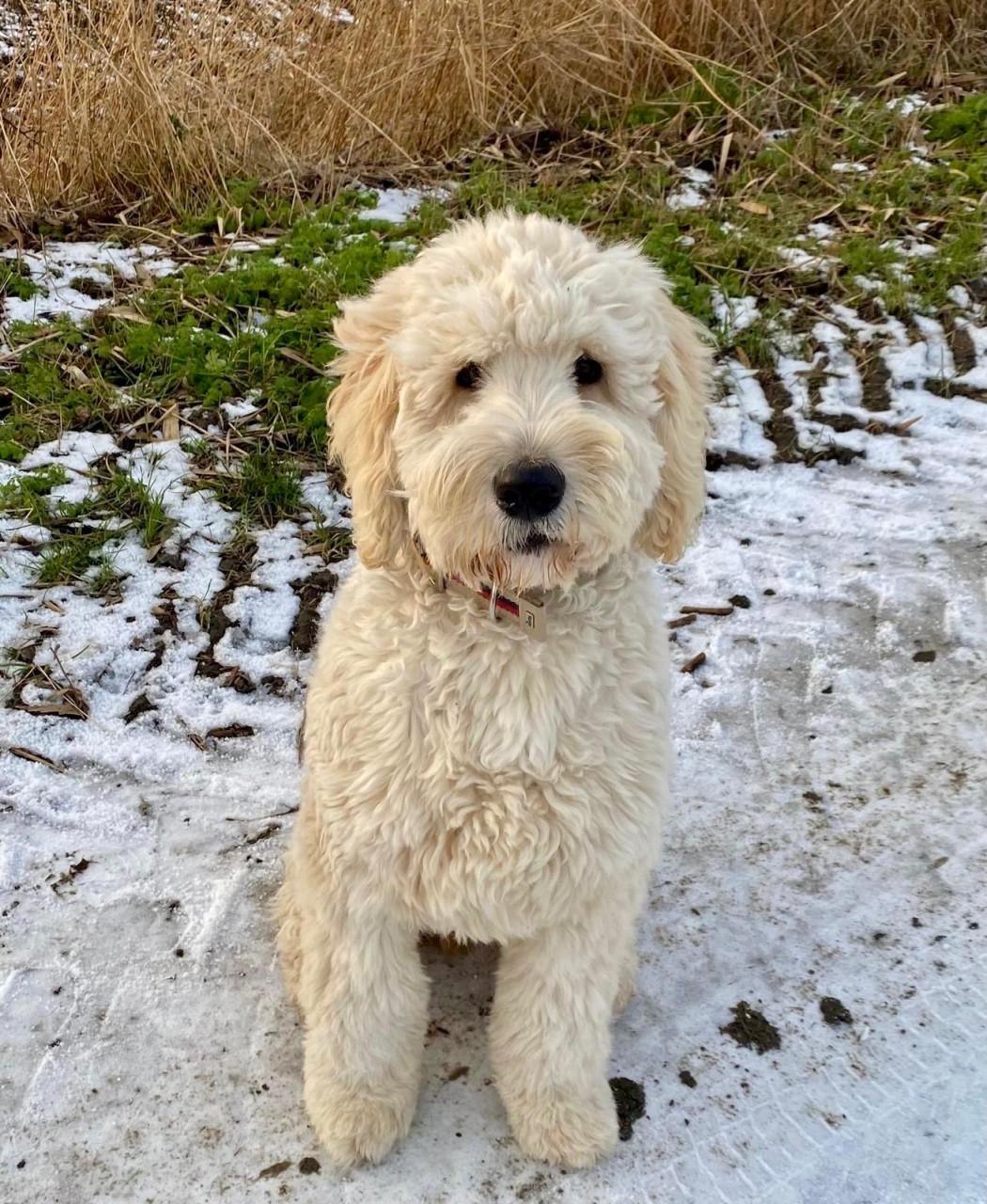 Labradoodle pups (standaard maat)