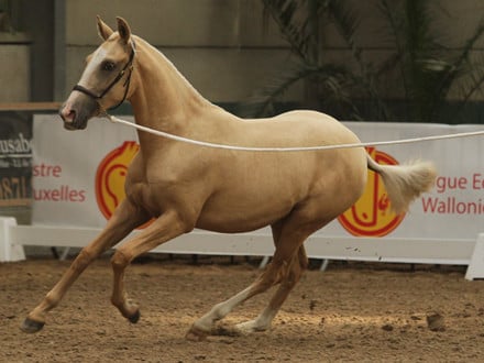 5-jarige Palomino PRE merrie