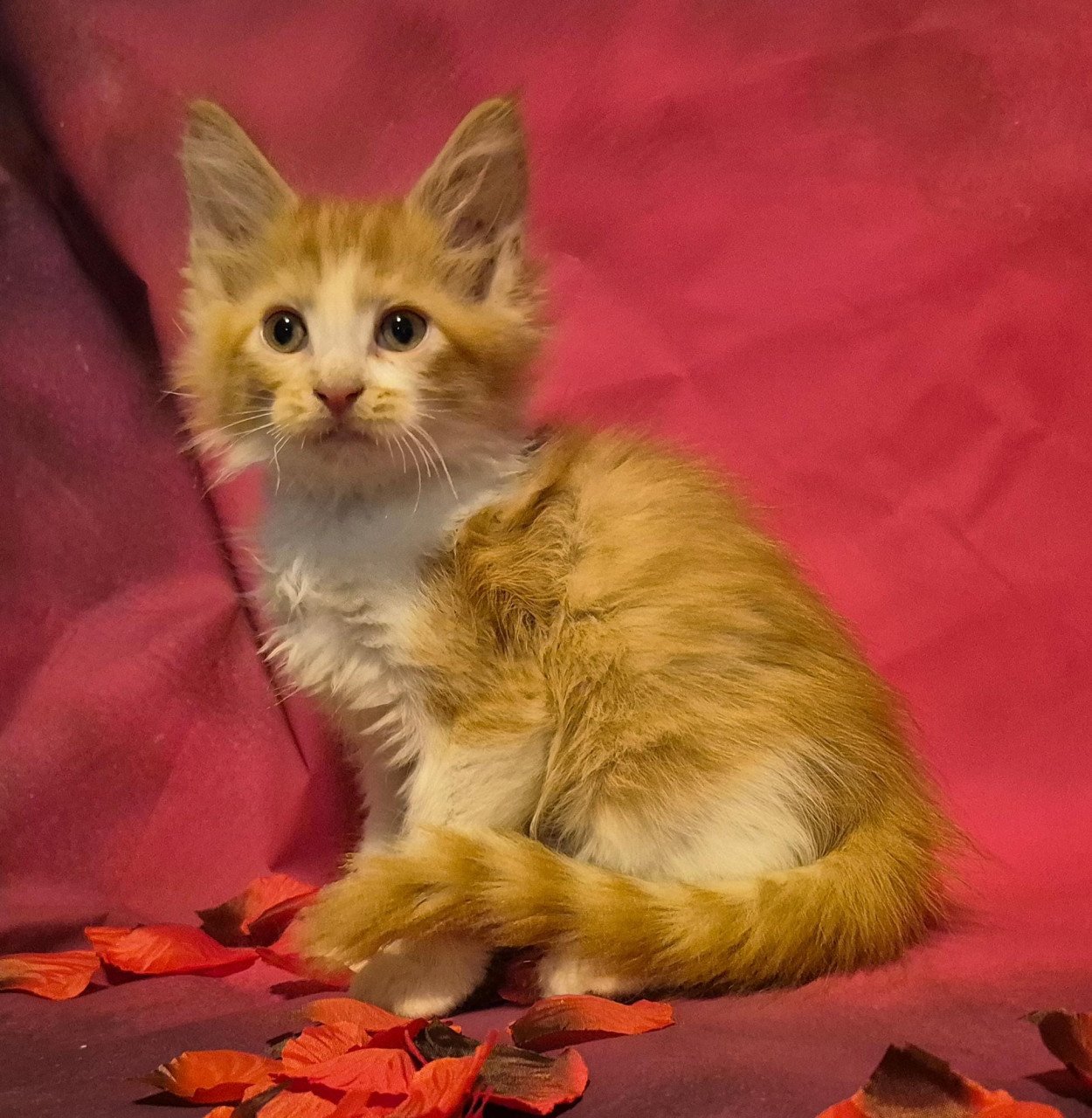 Maine coon kittens (poly en gewoon)NOG 2 BESCHIKBAAR