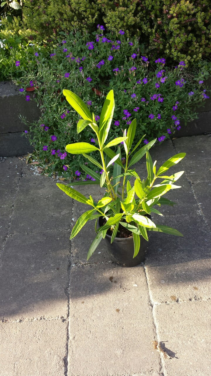 Oleander