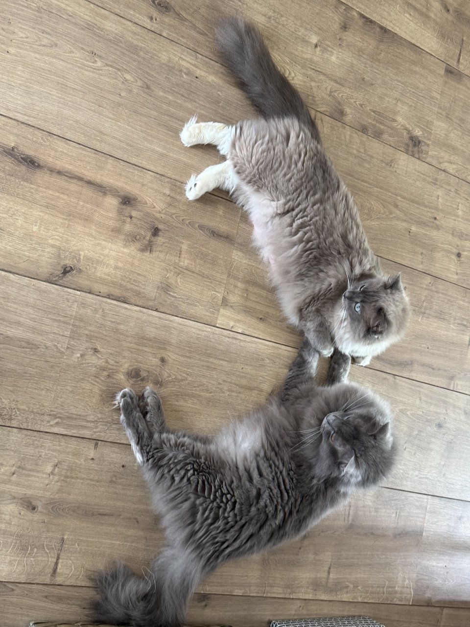 Ragdoll kitten