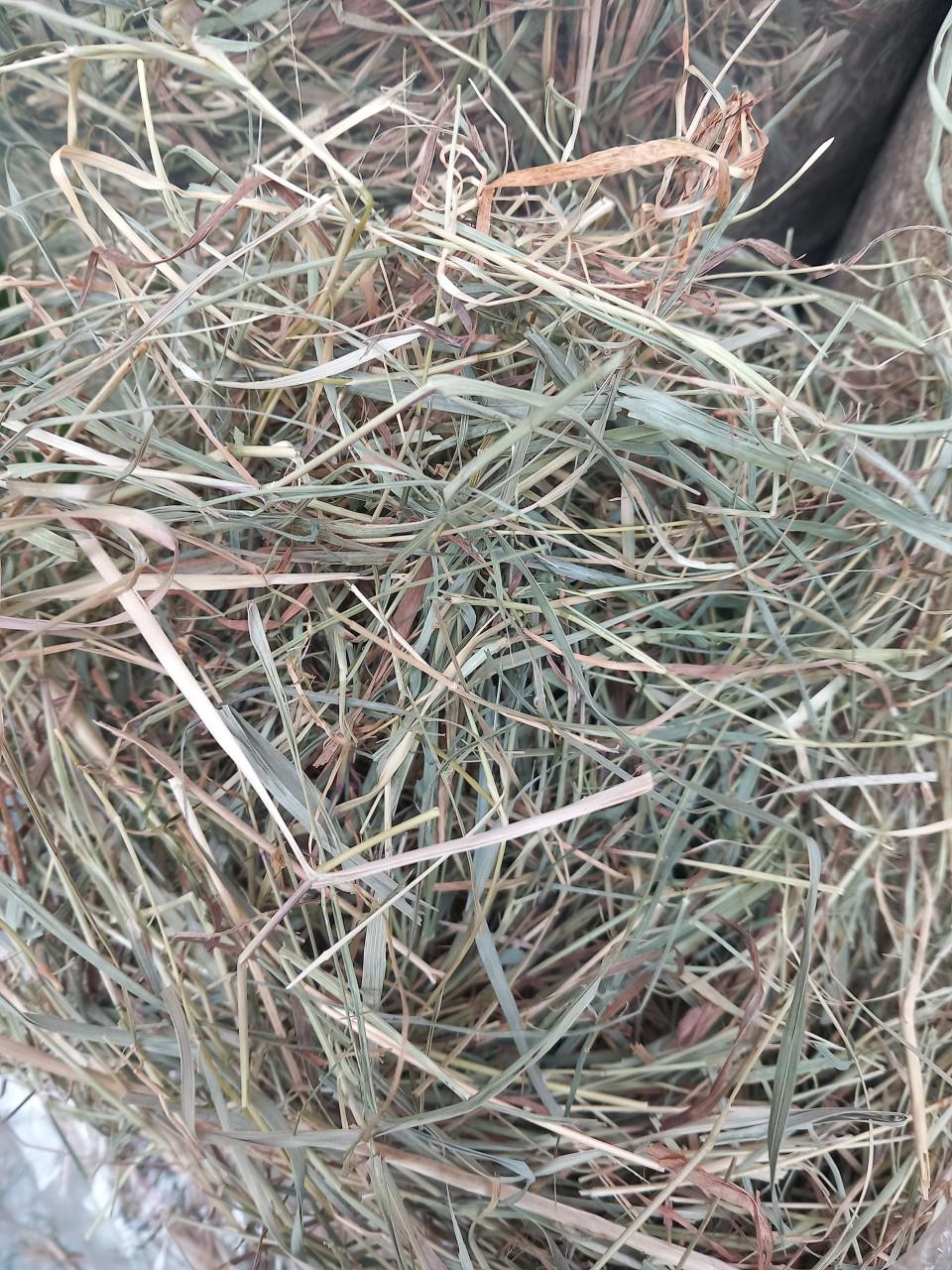 Knaagdieren hooi, vlas en zaagsel te koop.