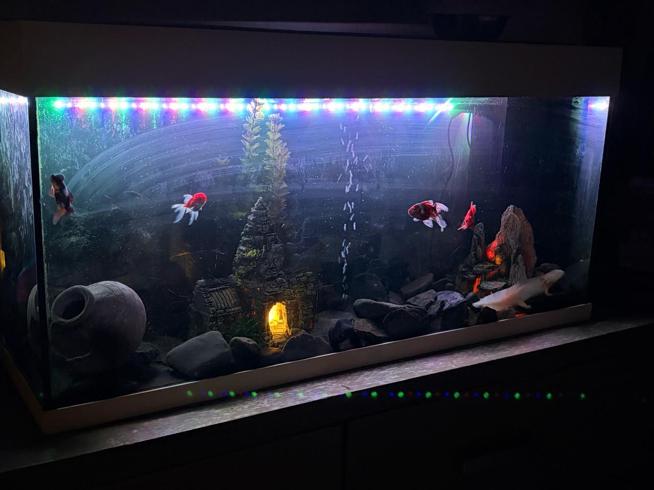 Mooi groot aquarium met vissen en axelotl