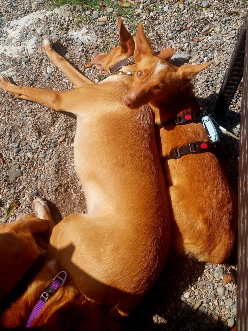 Lennie en Lennox zoeken een lief baasje!