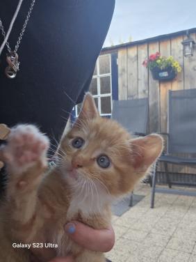 Kitten