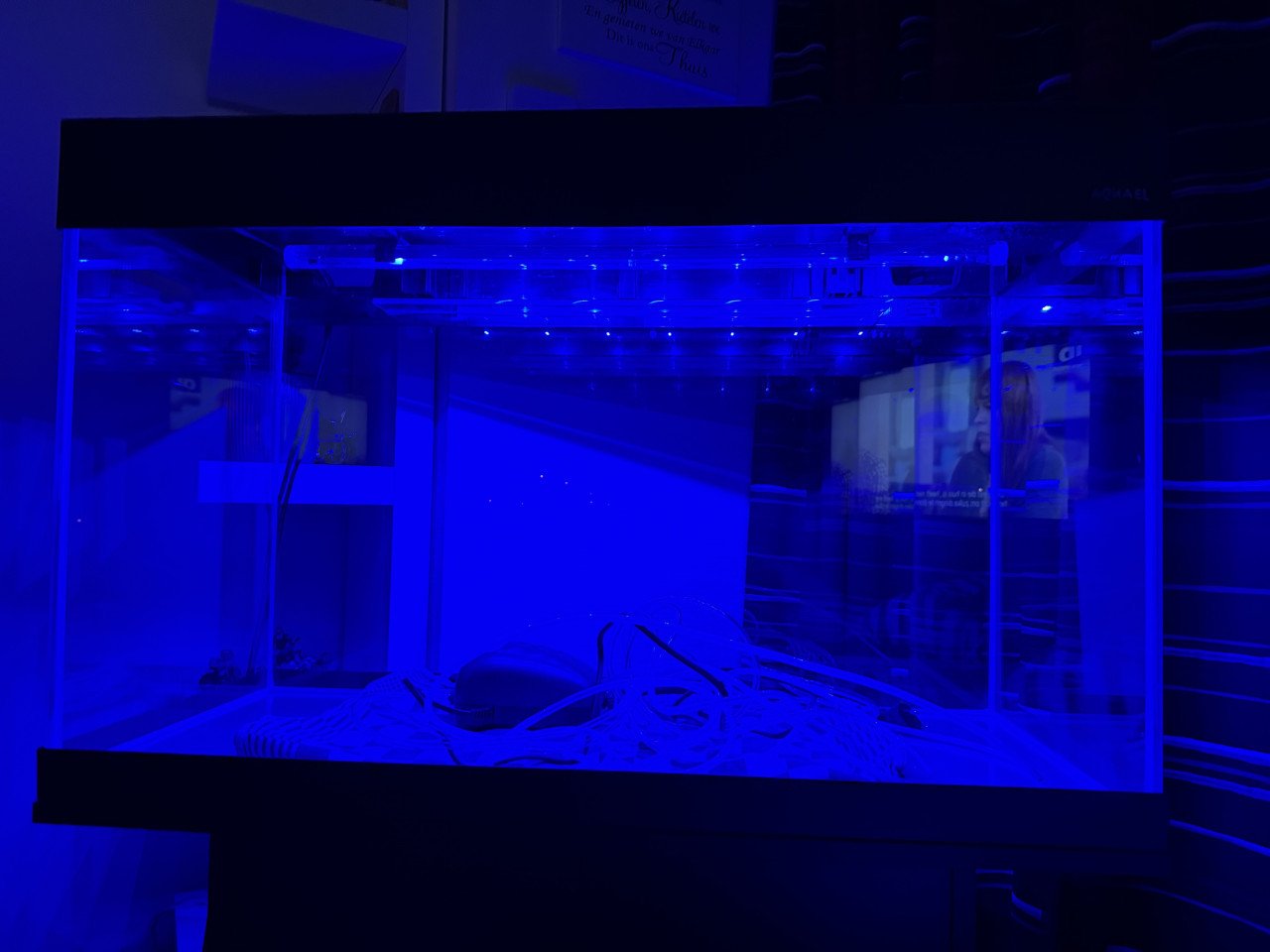 Aquarium en toebehoren
