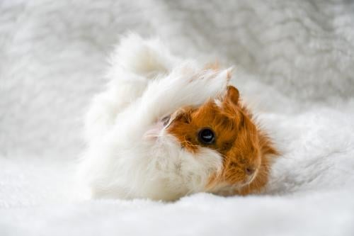 Mooie peruvian cavia's
