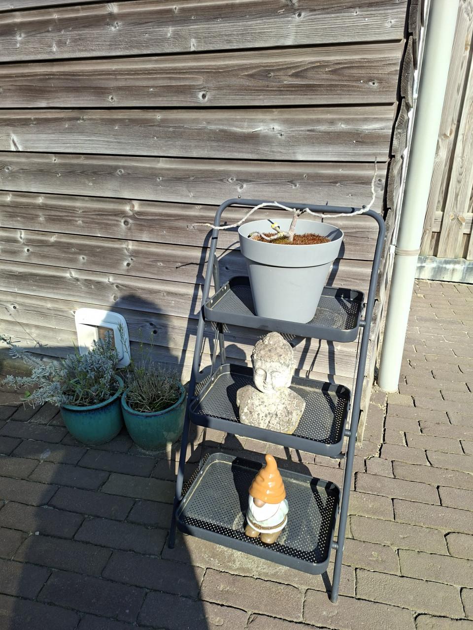 Etagaire tuin met vijgenplant erbij