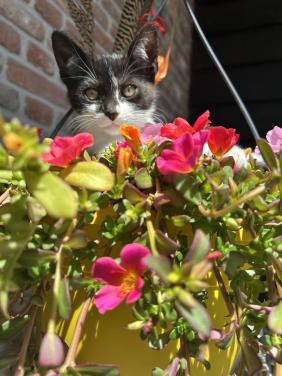 Prachtige en lieve kitten 🐈‍⬛