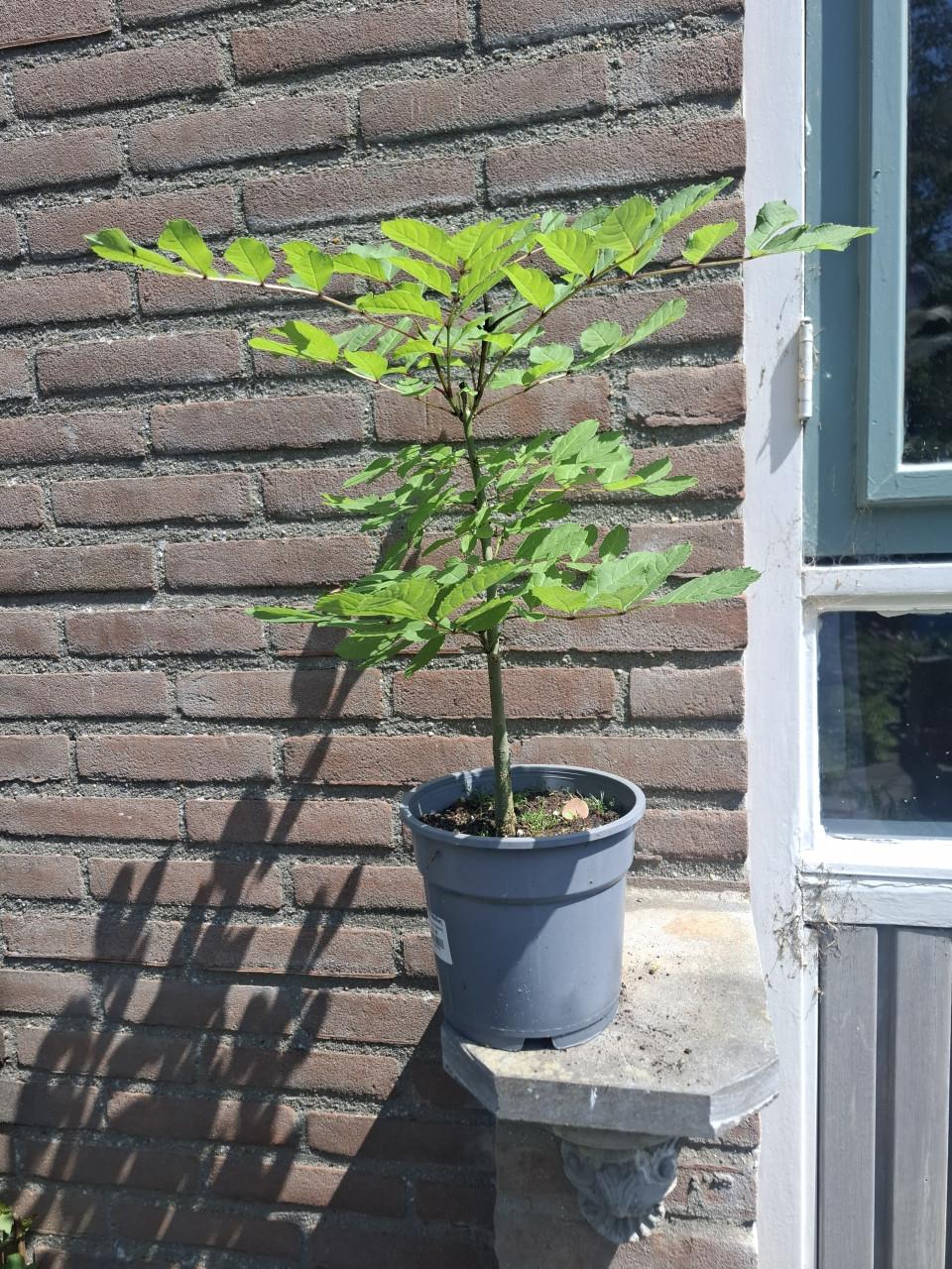 Jonge gewone Es