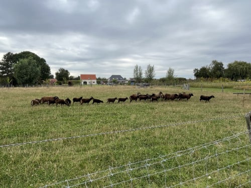 Soay Schapen - ooi / ram lammetjes