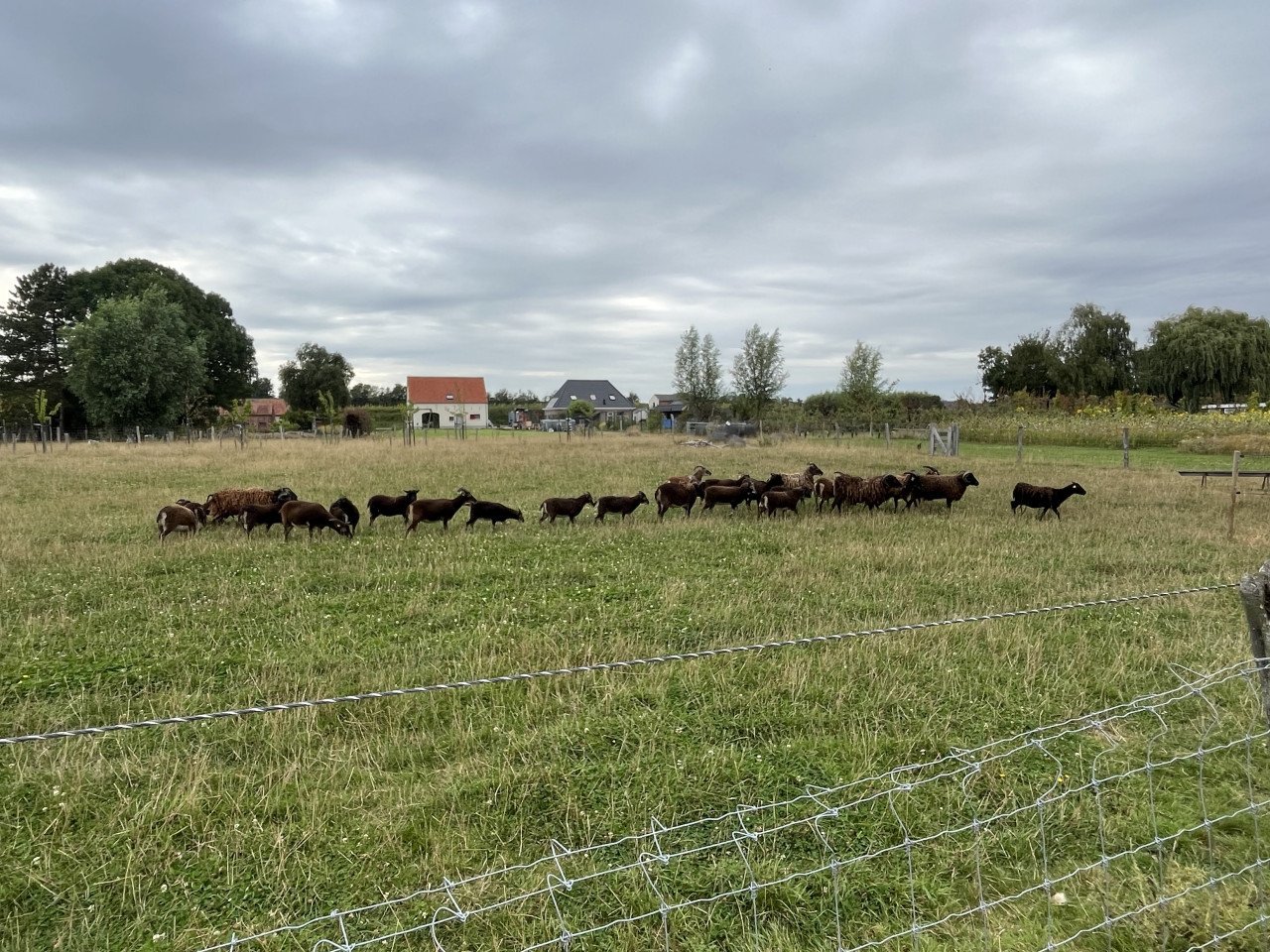 Soay Schapen - ooi / ram lammetjes