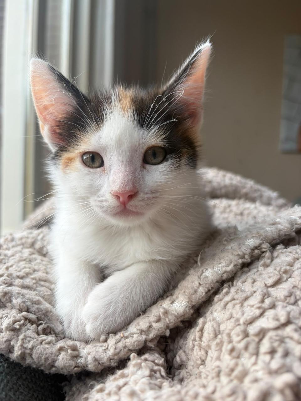 Kruising maine coon poes