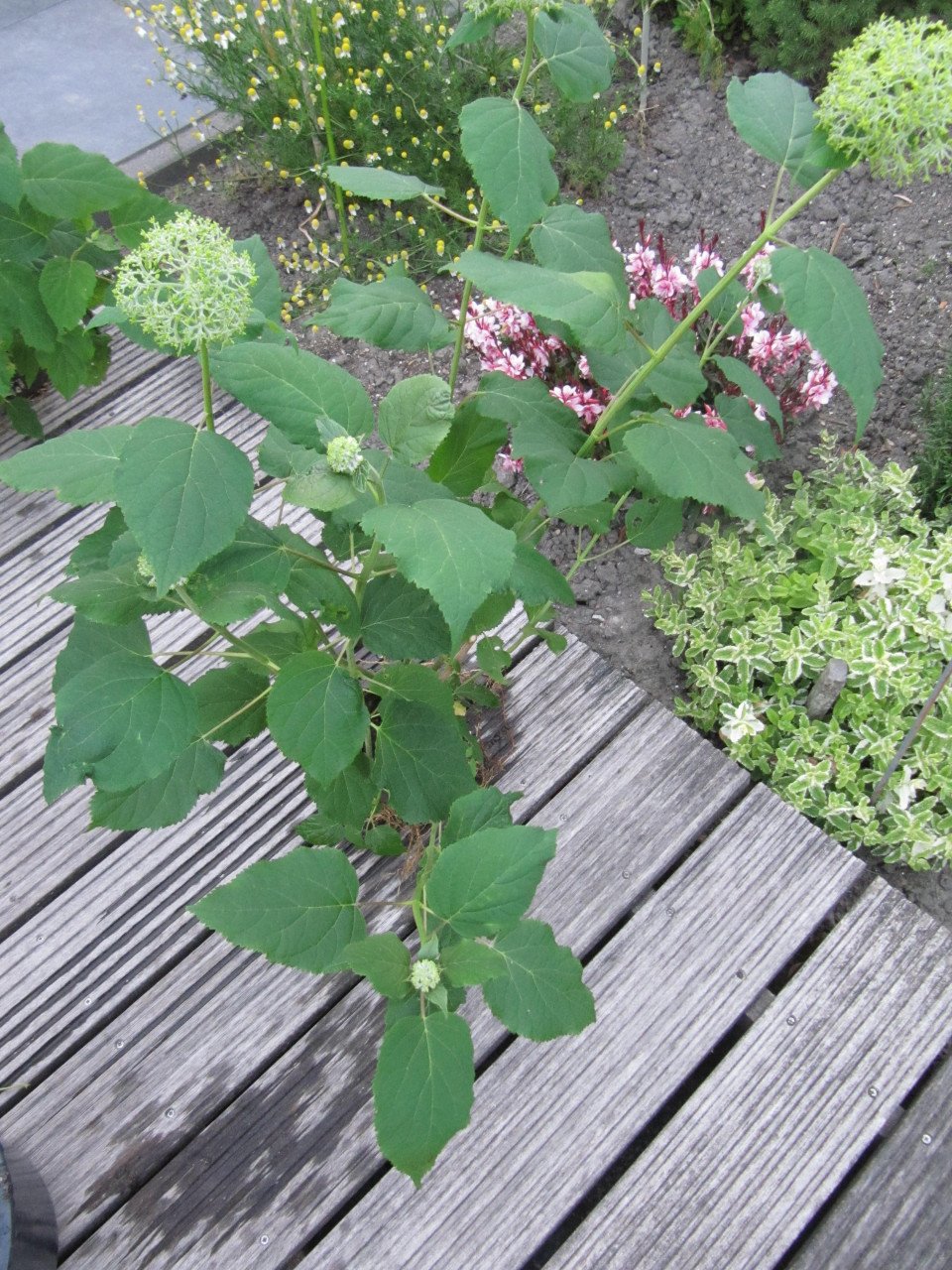 Annabelle bolhortensia