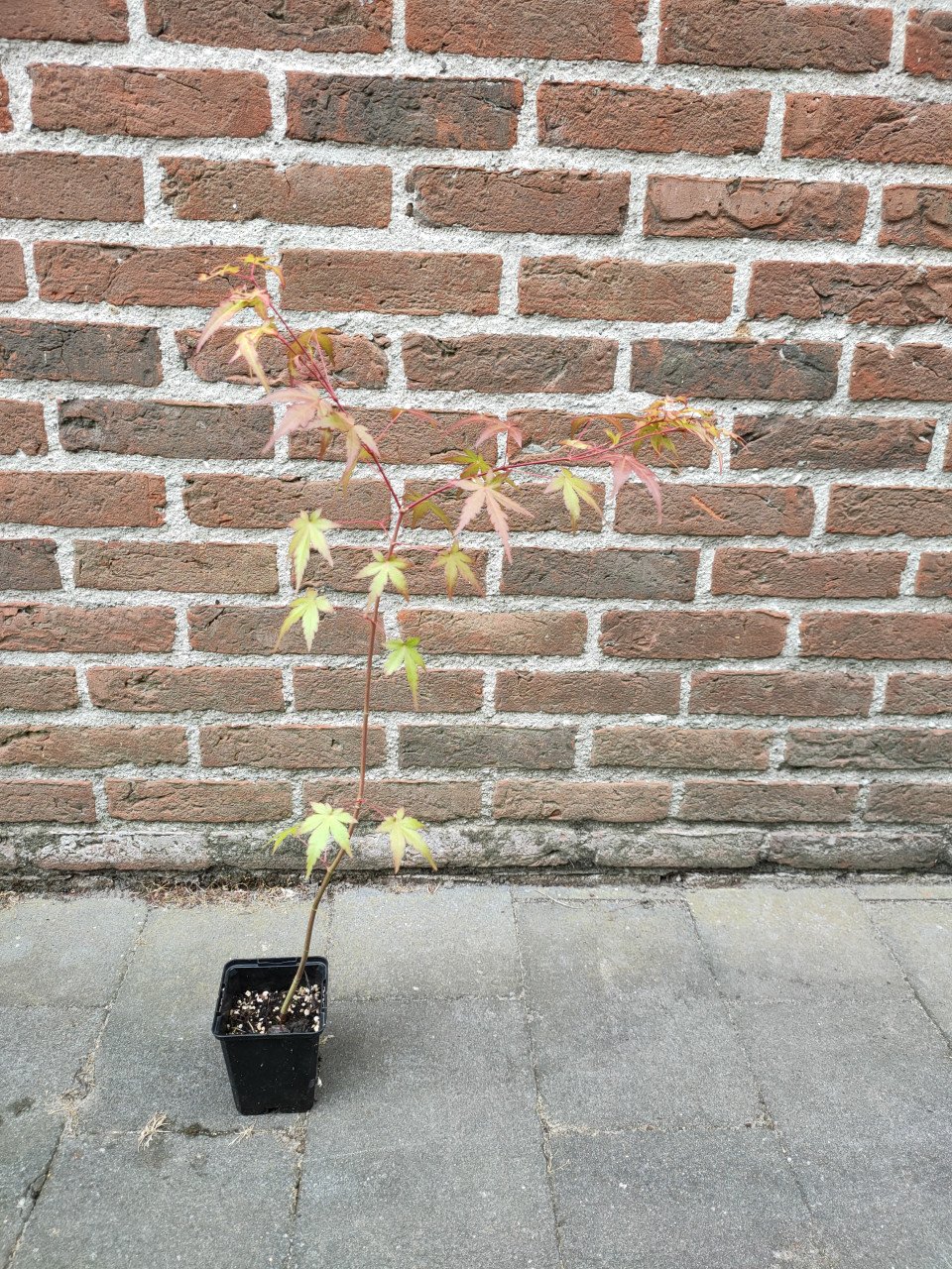 Japanse esdoorn, Acer palmatum boompjes