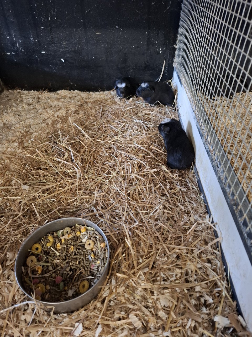 Ruime keuze cavia's en konijnen