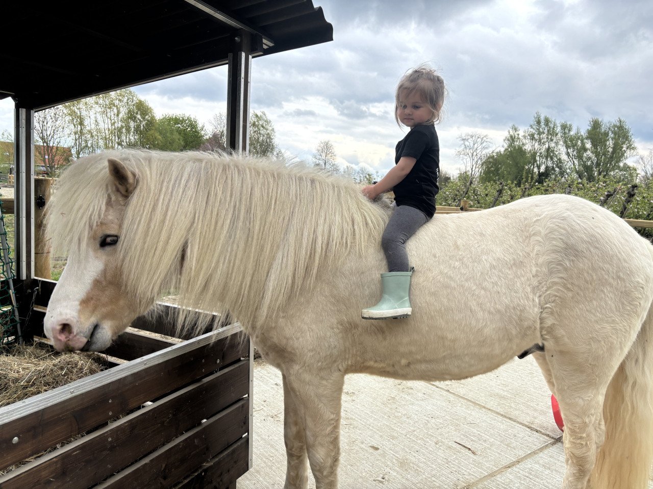 Ter dekking: palomino IJslandse hengst (draagt zilverappel)