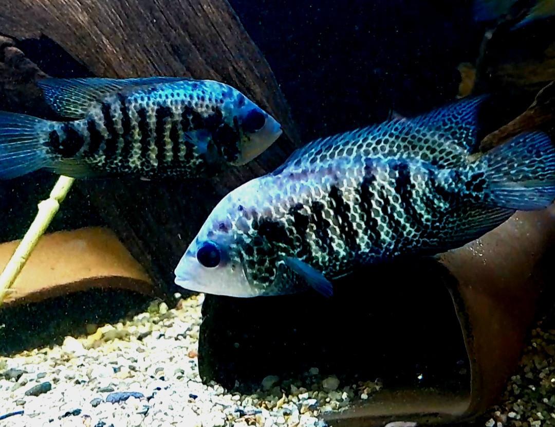 Mooie jonge cichliden soorten