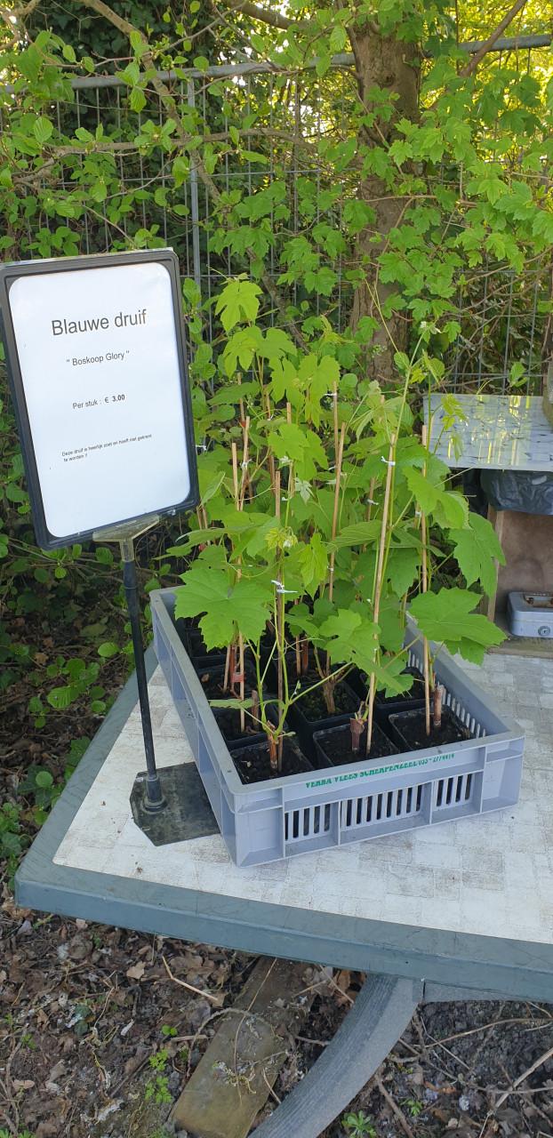 Druivenplanten