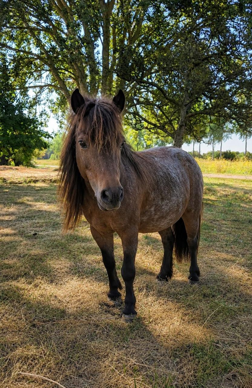 Lieve shetlander merrie