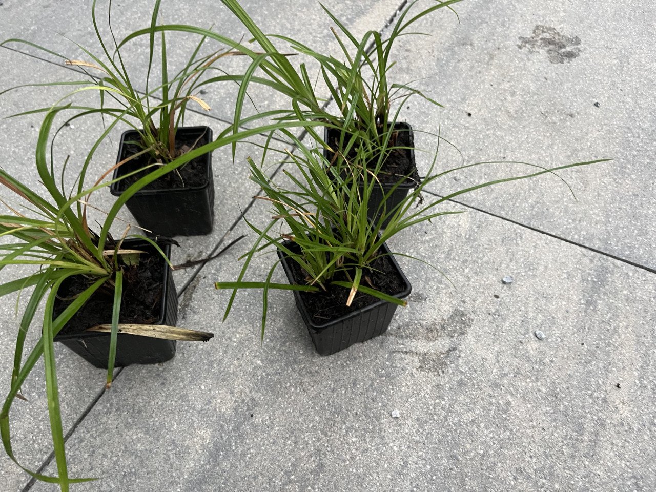Siergras Carex irisch green