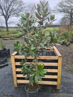 Magnolia Grandiflora 'Little Gem' wintergroen