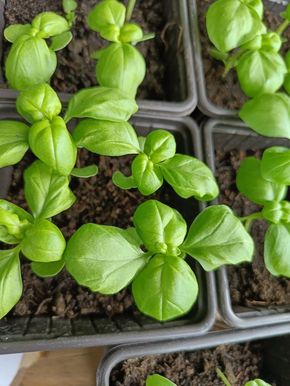 🌱🏵️ Biologische moestuin plantjes, bloemen en kruiden 🏵️🌱