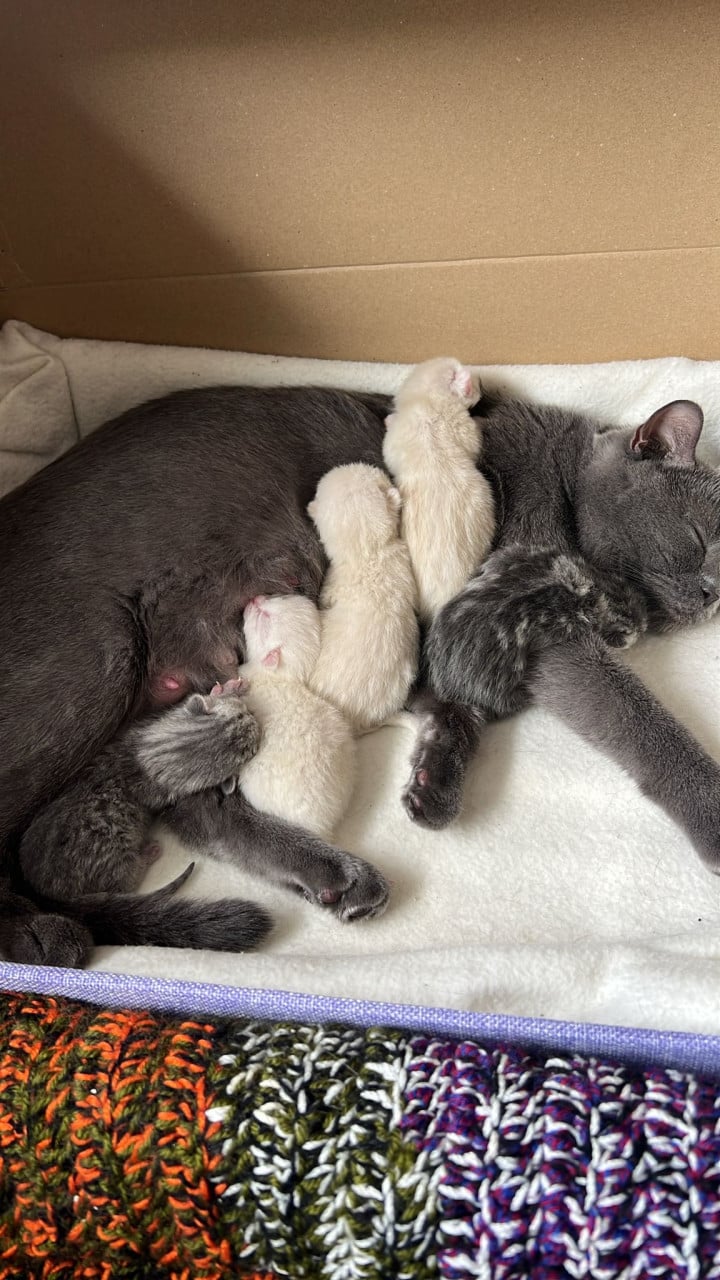 Lieve British Shorthair Colorpoint kitten zoekt een warm thuis